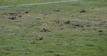 Instantánea del aspecto actual del césped / I. Azorín